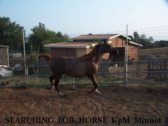 SEARCHING FOR HORSE KpM Minuet In Rose, Near Lake Matthews, CA, 92508